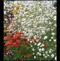 Baby's Breath Flower Seeds - Gypsophila Elegans White - Easy to Grow Cut Flowers & Bouquets - 100/500/1000 Seeds