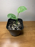 Satin Pothos Plant | Fully Rooted 2-Inch Pot | Epipremnum aureum | Indoor Houseplant, Air-Purifying, Trailing Vine