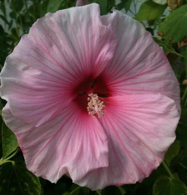 Rose Mallow Seeds - Lavatera trimestris Mixed Colors, 200+ Heirloom Garden Seeds for Vibrant Annual Blooms