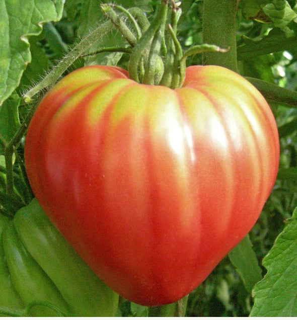 Heirloom Tomato Seeds - Red Bull Oxheart - Indeterminate Slicing Tomato - Non-GMO, 30 Seeds for Garden, Salad, and Cooking