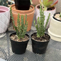 Euphorbia Knuthii Live Rooted Cactus Plant - Unique Green Succulent for Indoor & Outdoor Drought-Tolerant Decor