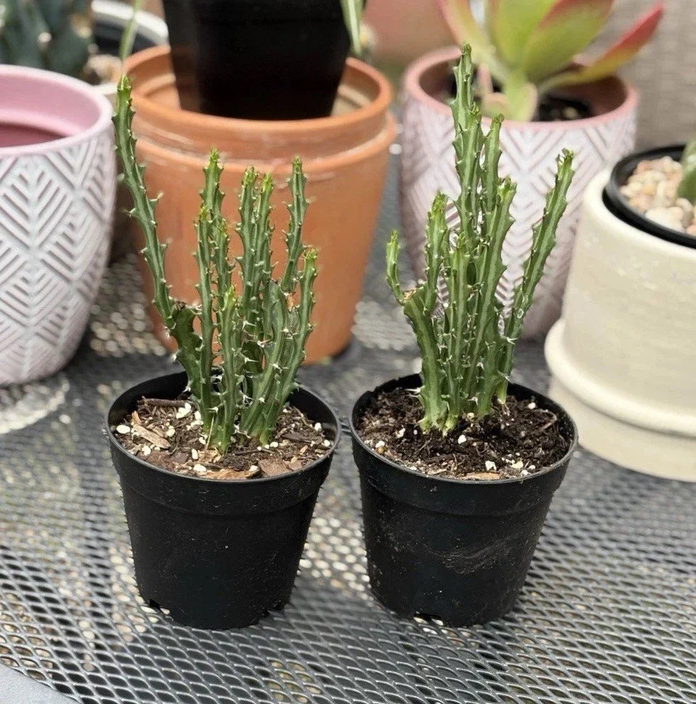 Euphorbia Knuthii Live Rooted Cactus Plant - Unique Green Succulent for Indoor & Outdoor Drought-Tolerant Decor