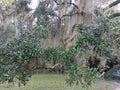Live Oak Tree 10-14" Rooted Evergreen Quercus Virginiana Texas Florida Landscape Plant