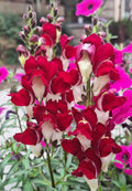 Snapdragon Seeds - 203 Count - Deep Red with White Throat - Antirrhinum majus Garden Flowers
