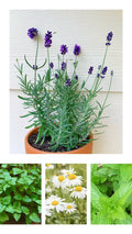 Herbal Tea Garden Seeds Pack - Organic Peppermint, Chamomile, Lavender, Lemon Balm - Non-GMO, Easy to Grow