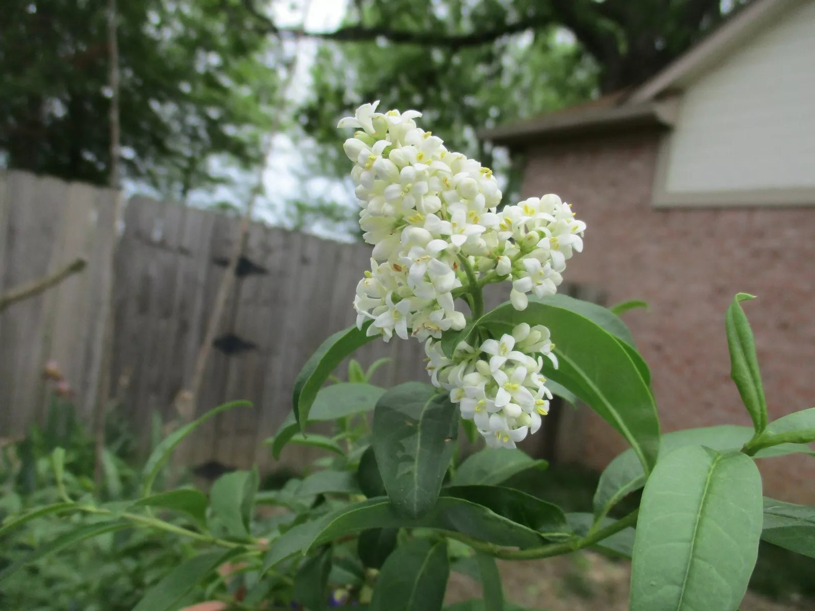 Primrose French Lilac Cuttings - Syringa First Yellow, Hummingbird Friendly, 6-8" Plant, 5 Pack