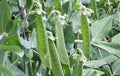 Lincoln Peas Seeds - Heirloom Non-GMO Pisum sativum for Home Gardens & Containers, 20+ Seeds