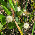 Button Bush Seeds | Native Florida Deciduous Shrub | Attracts Pollinators | Cephalanthus occidentalis | 25 Count