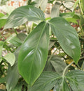 Philodendron Starter Plants Set of 4 | Indoor Houseplants | Easy Care Greenery | Multiple Varieties