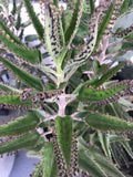 Mother of Millions Succulent Plants - 10 Rooted Baby Plants - Kalanchoe daigremontiana - Drought-Tolerant Indoor & Outdoor