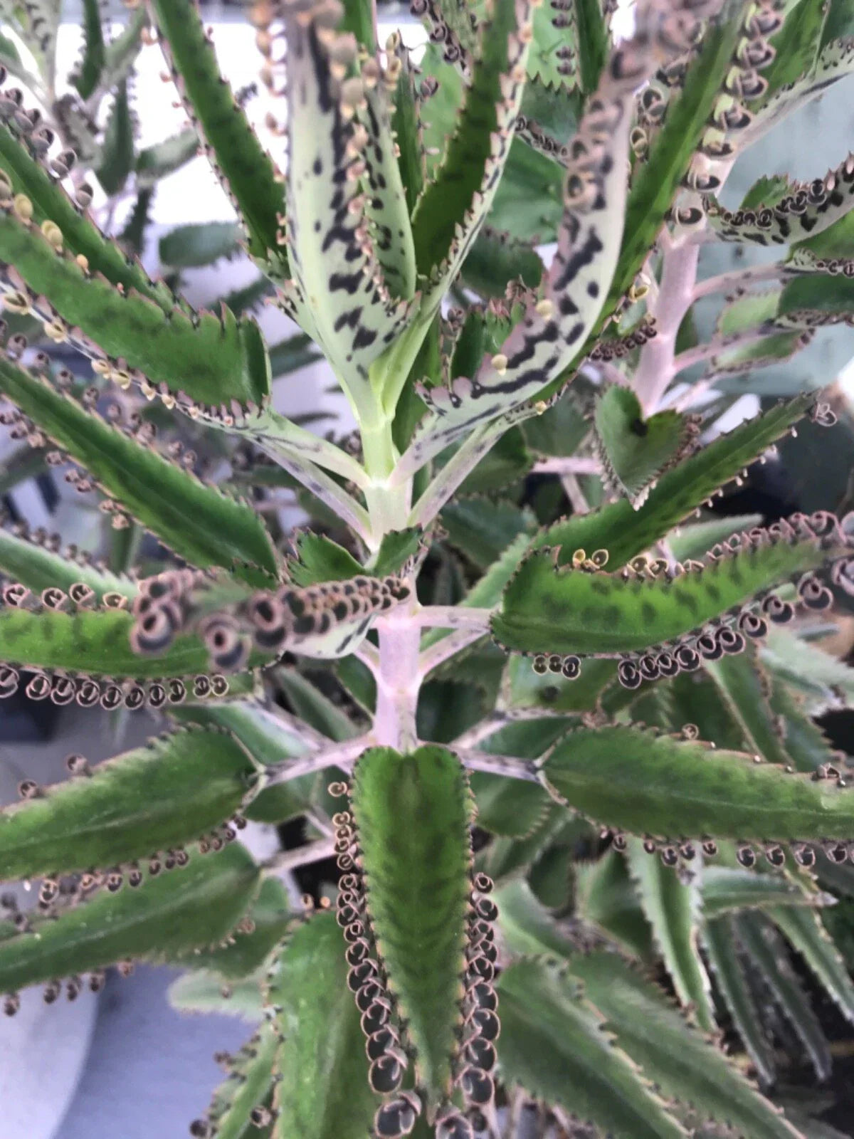 Mother of Millions Succulent Plants - 10 Rooted Baby Plants - Kalanchoe daigremontiana - Drought-Tolerant Indoor & Outdoor