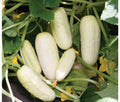 Organic Salt & Pepper Cucumber Seeds - Non-GMO Cucumis sativus for Home Garden, Salad, Container Growing