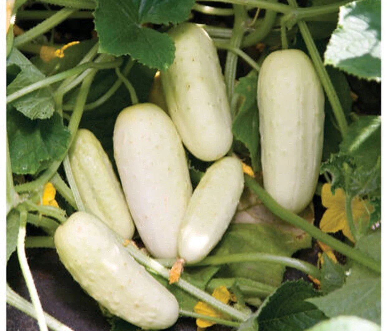 Organic Salt & Pepper Cucumber Seeds - Non-GMO Cucumis sativus for Home Garden, Salad, Container Growing