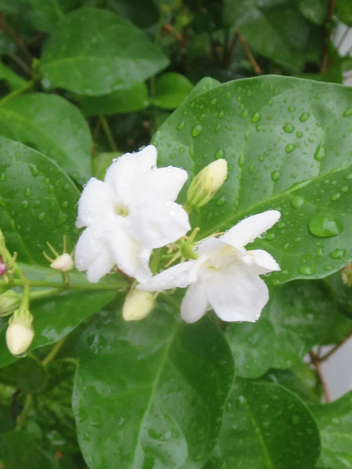 Jasmine Cuttings - 5 Unrooted Jasminum Sambac Propagation Plants - Fragrant White Flowers