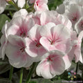 Maverick Appleblossom Geranium Seeds - Pelargonium x hortorum - Pink & White Flowers - Garden, Container, Hanging Basket Seeds