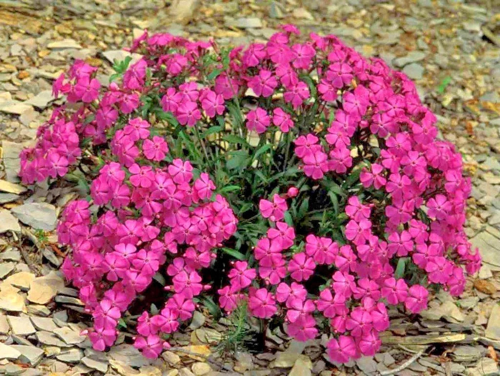 Catchfly Flower Seeds - Pack of Seeds - Pink to White Blooms - Silene gallica - Native Wildflower for Patio Containers