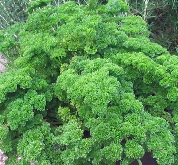 Heirloom Moss Curled Parsley Seeds, Non-GMO, 500+ Seeds, Petroselinum crispum, Culinary Herb, Organic Gardening, Indoor & Outdoor