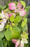 Live Bougainvillea Starter Plant - Yani's Delight, Vibrant Tropical Flowering Plant, Bougainvillea spp., Well Rooted, USA Seller