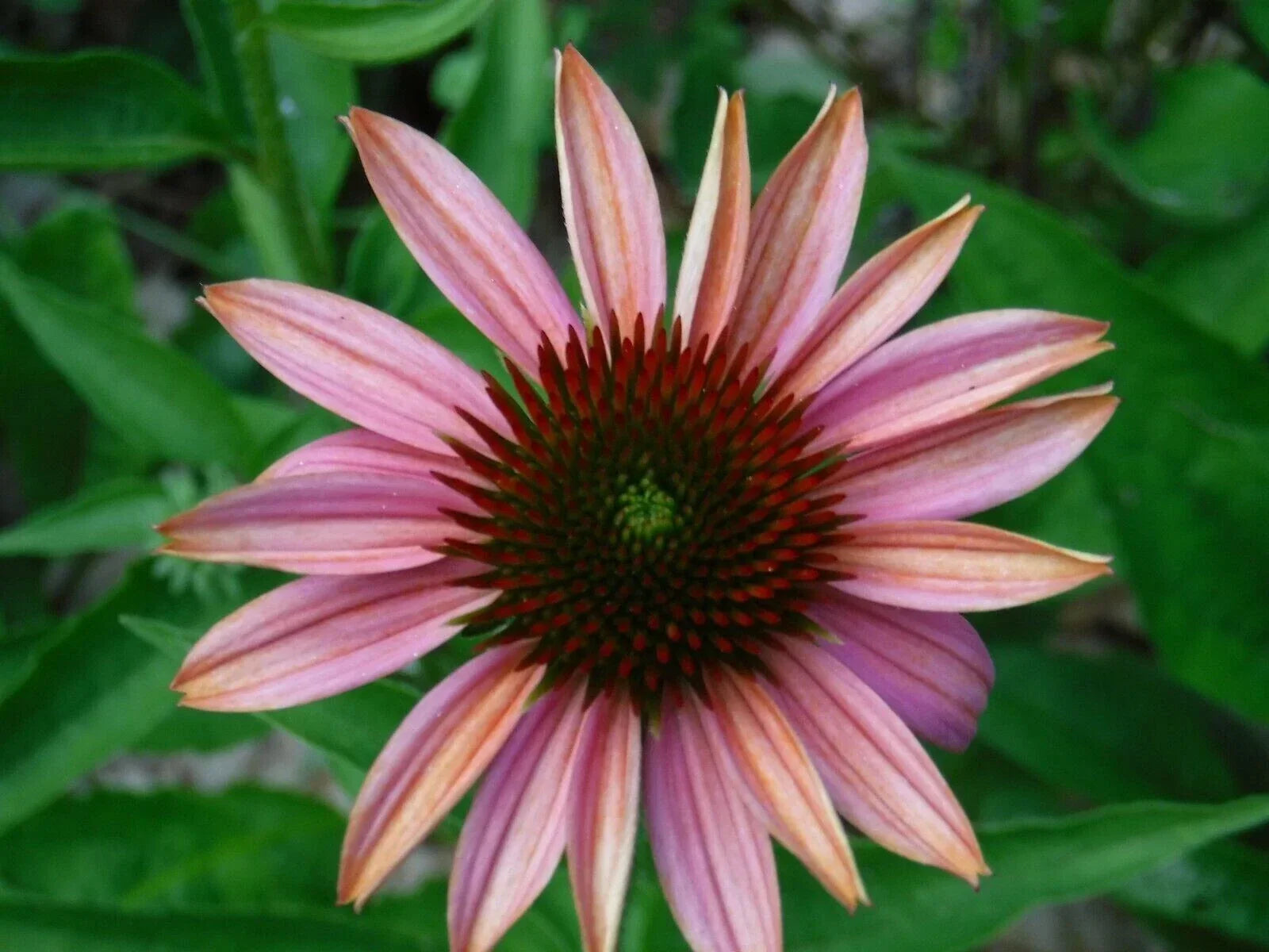 Pink Sherbert Coneflower Seeds - Echinacea purpurea Perennial Flowers for Garden, Pollinator Attracting, Drought Tolerant, 50 Seeds