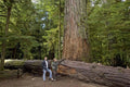 Western Red Cedar Seeds - Thuja plicata - Evergreen Tree for Landscaping & Privacy Screening - 50 Seeds