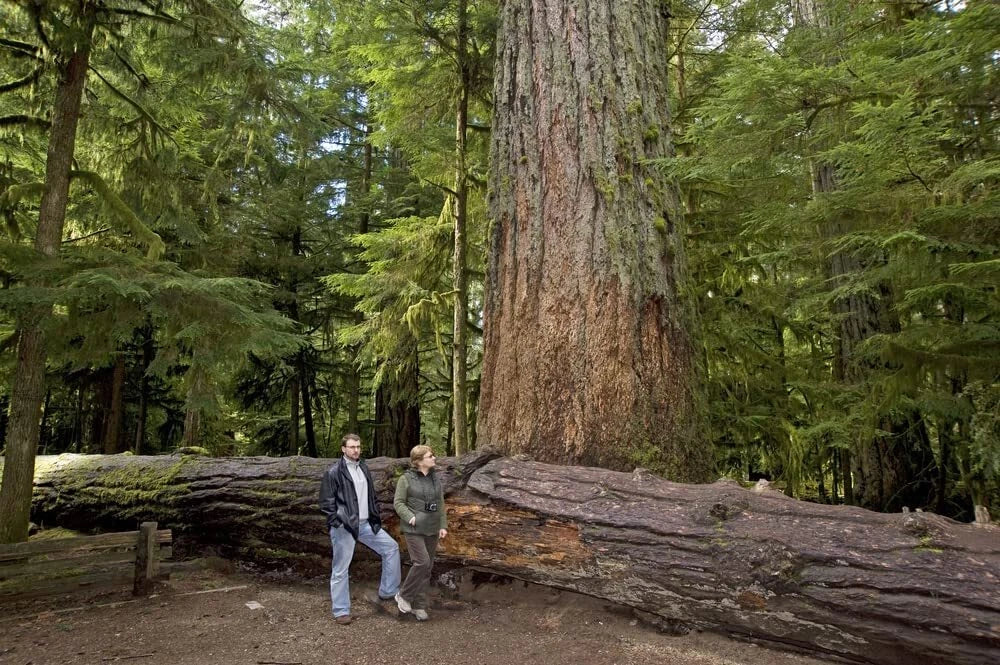 Western Red Cedar Seeds - Thuja plicata - Evergreen Tree for Landscaping & Privacy Screening - 50 Seeds