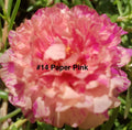 Moss Rose Cuttings - 10 Unrooted Paper Pink Portulaca Grandiflora Annual for Garden Beds, Pots & Hanging Baskets
