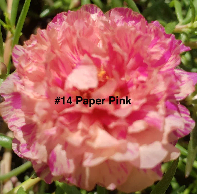 Moss Rose Cuttings - 10 Unrooted Paper Pink Portulaca Grandiflora Annual for Garden Beds, Pots & Hanging Baskets