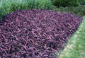 Live Purple Heart Wandering Tradescantia pallida 'Purpurea' Cuttings – Easy Care Indoor & Outdoor Houseplants, Trailing Foliage