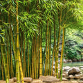 Bamboo Seeds 50 Pack - Yellow Groove Clumping Bamboo for Privacy Screen - Phyllostachys aureosulcata