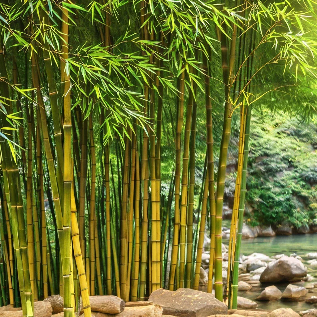 Bamboo Seeds 50 Pack - Yellow Groove Clumping Bamboo for Privacy Screen - Phyllostachys aureosulcata