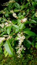 30 Bare Root Chinese Privet Hedge Plants, Ligustrum sinense, 5-8 Inches, Live, Dense Foliage for Privacy & Landscaping