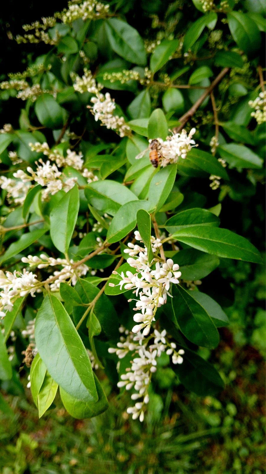 30 Bare Root Chinese Privet Hedge Plants, Ligustrum sinense, 5-8 Inches, Live, Dense Foliage for Privacy & Landscaping