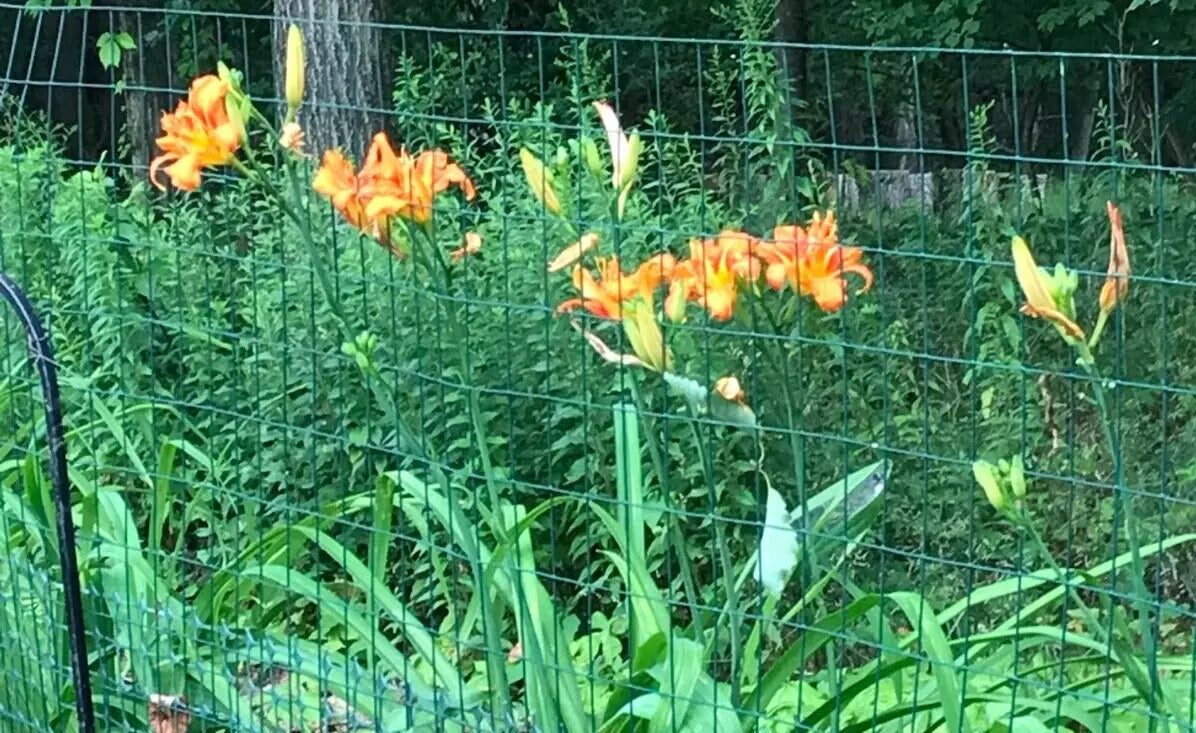 Orange Daylily Bulbs - Bare Root Hemerocallis fulva for Summer & Fall Gardens