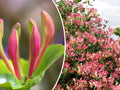 Pink Honeysuckle Seeds - 20 Pack, Climbing Vine, Fragrant Pink Flowers, Lonicera hispidula, Garden Trellis & Fence Cover