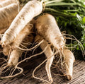 Hollow Crown Parsnip Seeds – Non-GMO, 125-Day Harvest, Pastinaca sativa, Long Tender Roots, Organic Gardening