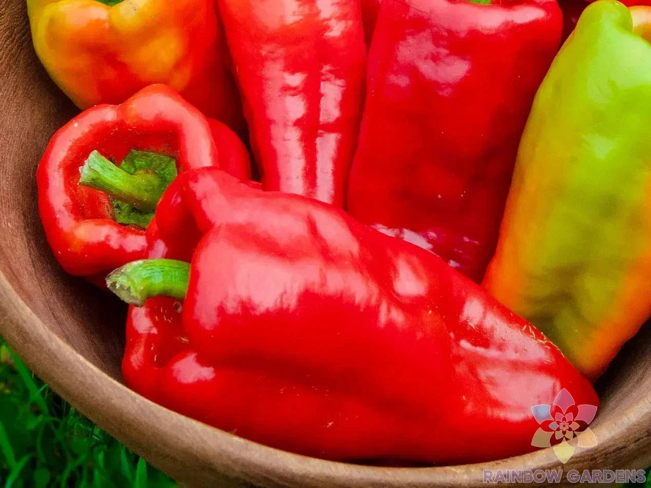 Beaver Dam Sweet Pepper Seeds - Organic Heirloom Capsicum annuum for Garden Planting, 25+ Non-GMO Seeds