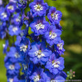 Delphinium Seeds, Bee Delphinium, Dark Blue & White Flowers, 200+ Seeds, Delphinium elatum, Garden Flower Seeds