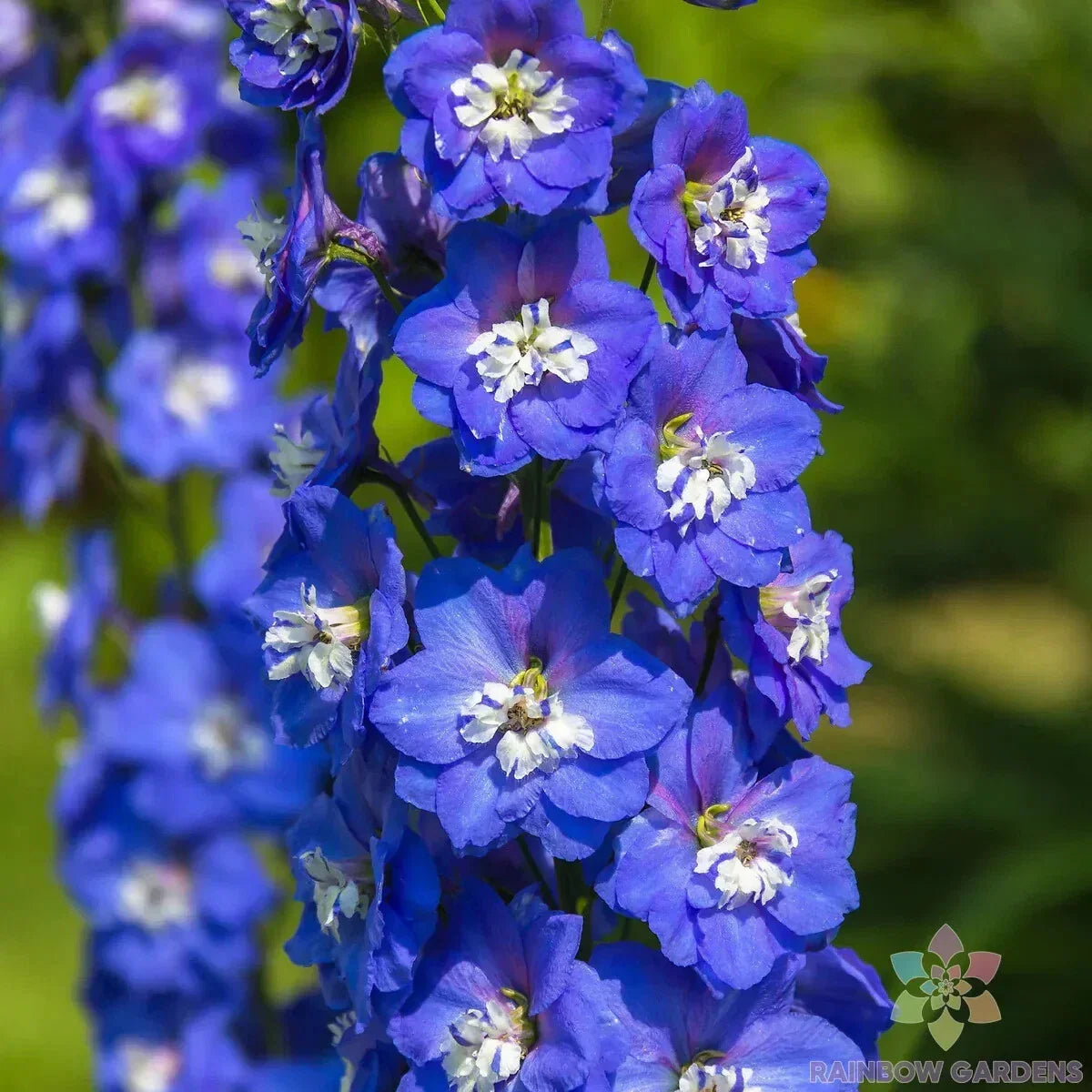 Delphinium Seeds, Bee Delphinium, Dark Blue & White Flowers, 200+ Seeds, Delphinium elatum, Garden Flower Seeds