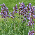 Sage Seeds - 100 Non-GMO Broadleaf Perennial Salvia officinalis for Culinary & Herbal Teas