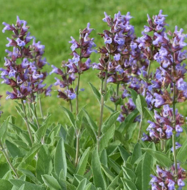 Sage Seeds - 100 Non-GMO Broadleaf Perennial Salvia officinalis for Culinary & Herbal Teas
