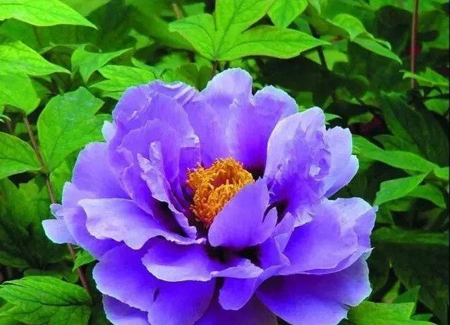 Peony Seeds 10pc, Herbaceous Perennial, Paeonia spp., Garden Flower, Full Sun, Easy to Grow, USA Seller