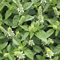 Lime Basil Seeds - Heirloom Culinary Herb Seeds - Ocimum Americanum - Aromatic Lime Basil for Cooking & Garden