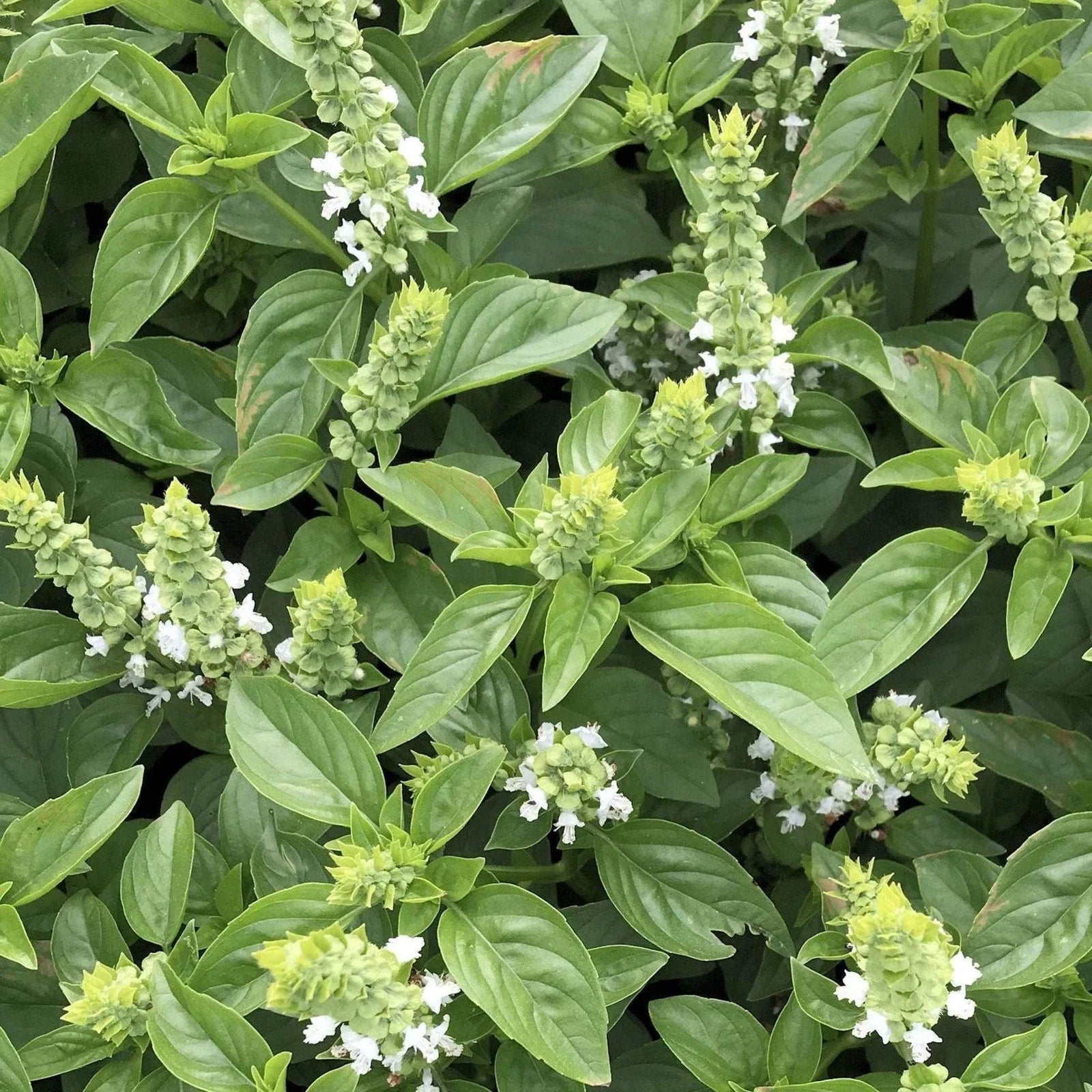 Lime Basil Seeds - Heirloom Culinary Herb Seeds - Ocimum Americanum - Aromatic Lime Basil for Cooking & Garden