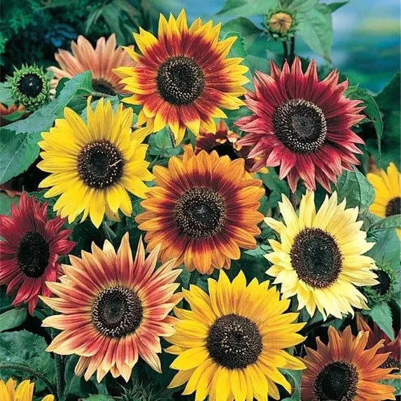 Organic Sunflower Seed Mix - 10 Helianthus spp. Varieties, Non-GMO, Easy Grow, Full Sun, Garden, Pollinator Attracting