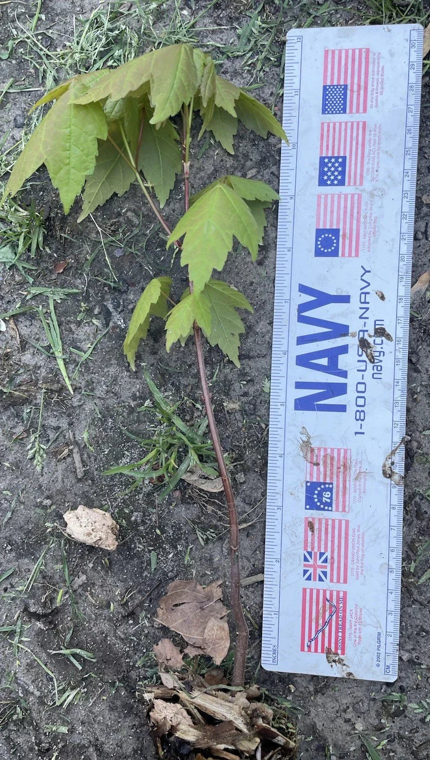 Well Rooted Maple Tree Sapling 11-12" Acer spp. Landscaping Ornamental Tree for Garden