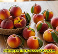 Sam Houston Peach Tree 3-Gallon Pot, Prunus persica 'Sam Houston', Fruit Tree for Outdoor Garden, Self-Pollinating
