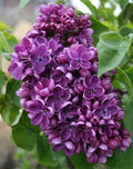 Purple Lilac Seeds - 25 Count - Fragrant Hardy Perennial Syringa vulgaris for Garden, Hedges, and Borders