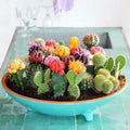 Mixed Cactus Seeds Pack of 100 | Assorted Succulent Seeds for Indoor & Outdoor Gardening | Easy Grow Cacti Collection