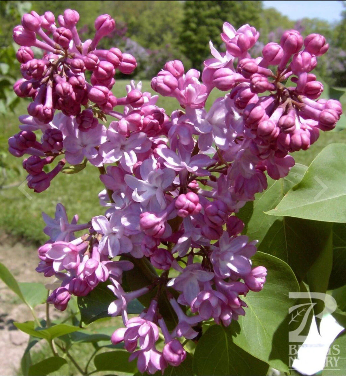 Belle de Nancy Lilac Plant Starter - Syringa Vulgaris - 4-8 Inch Well Rooted