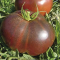Black Krim Tomato Seeds - Heirloom Non-GMO Solanum lycopersicum for Home Garden, Container Planting